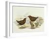 Collared Sparrowhawk (Accipiter Cirrocephalus)-John Gould-Framed Giclee Print