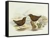 Collared Sparrowhawk (Accipiter Cirrocephalus)-John Gould-Framed Stretched Canvas