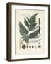 Collected Ferns IV-Unknown-Framed Art Print