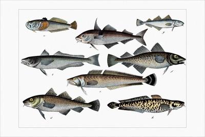 Collected Fish Specimens | AllPosters.com
