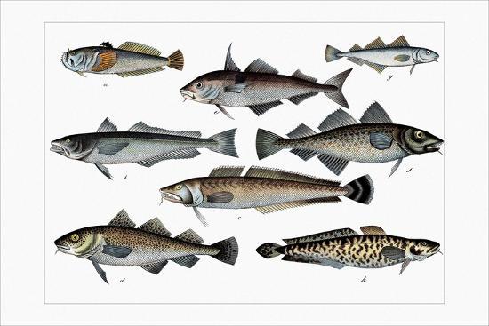 Collected Fish Specimens | AllPosters.com