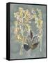 Collected Florals III-Chariklia Zarris-Framed Stretched Canvas