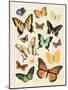 Collected Flutter I-Victoria Barnes-Mounted Art Print