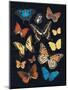 Collected Flutter IV-Victoria Barnes-Mounted Art Print