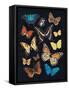 Collected Flutter IV-Victoria Barnes-Framed Stretched Canvas