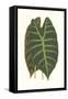 Collected Leaves V-Vision Studio-Framed Stretched Canvas