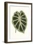 Collected Leaves VII-Vision Studio-Framed Art Print