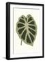 Collected Leaves VII-Vision Studio-Framed Art Print