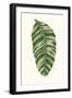 Collected Leaves XI-Vision Studio-Framed Art Print