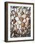 Collected Seashells from the North Sea-Alaya Gadeh-Framed Photographic Print