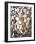 Collected Seashells from the North Sea-Alaya Gadeh-Framed Photographic Print