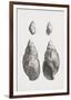 Collected Shells - Quartet-The Vintage Collection-Framed Giclee Print