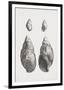 Collected Shells - Quartet-The Vintage Collection-Framed Giclee Print