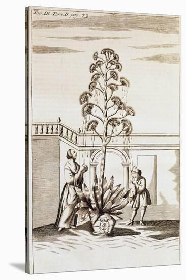 Collecting Aloe Juice from Spectacle De La Nature (Spectacle of Nature) by Noel-Antoine Pluche (168-null-Stretched Canvas