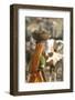 Collecting Camel Dung for Cooking Fires, Pushkar Camel Festival, Rajasthan, India-David Noyes-Framed Photographic Print