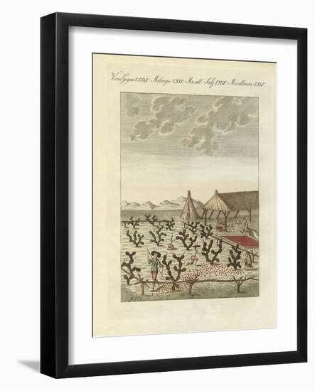 Collecting Cochenilles-null-Framed Giclee Print