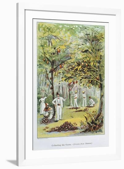 Collecting Cocoa, Venezuela, 1892-null-Framed Giclee Print