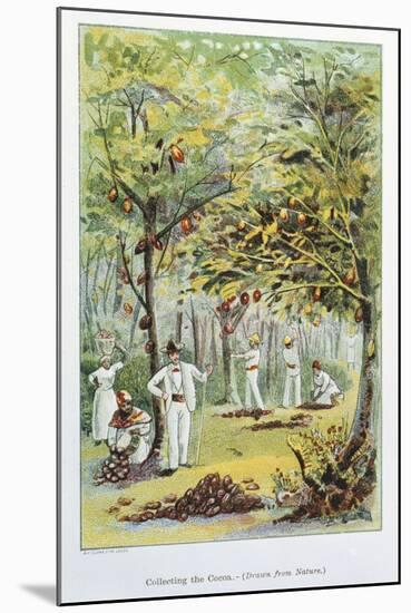Collecting Cocoa, Venezuela, 1892-null-Mounted Giclee Print