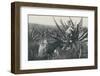 'Collecting Honey-Water from a Maguey', 1916-Unknown-Framed Photographic Print