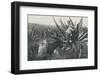 'Collecting Honey-Water from a Maguey', 1916-Unknown-Framed Photographic Print