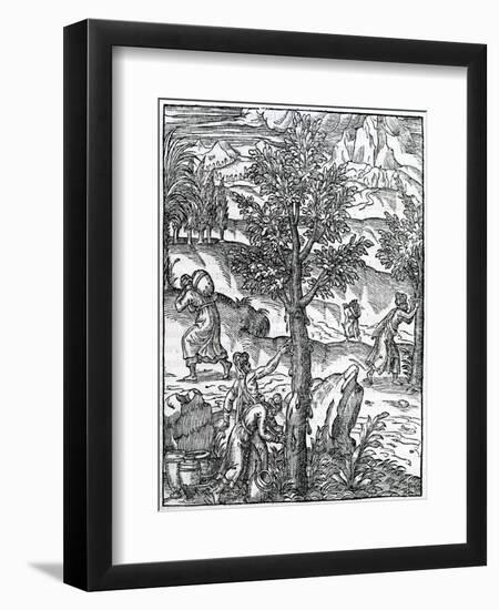 Collecting Incense from Pine Trees from 'Cosmographie Universelle', by Andre De Thevet, 1575-null-Framed Premium Giclee Print