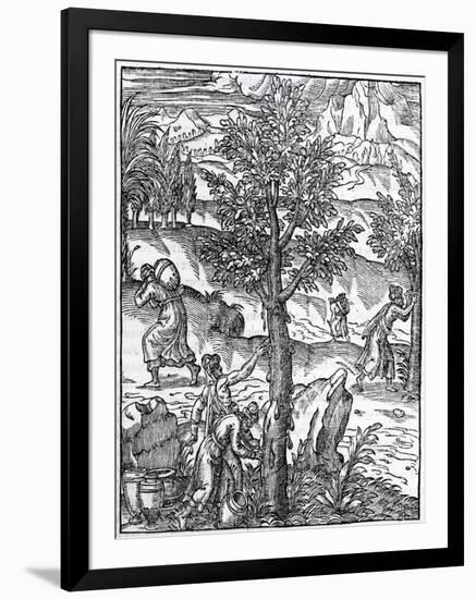 Collecting Incense from Pine Trees from 'Cosmographie Universelle', by Andre De Thevet, 1575-null-Framed Giclee Print