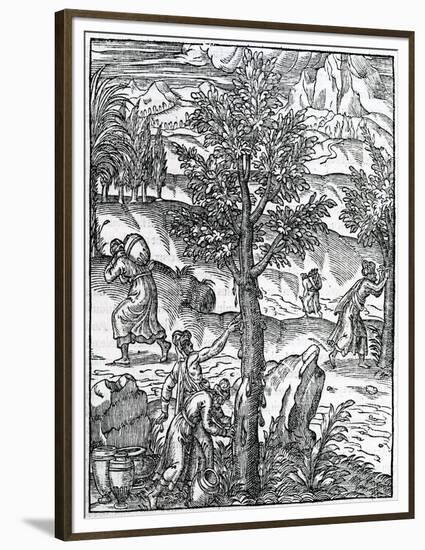 Collecting Incense from Pine Trees from 'Cosmographie Universelle', by Andre De Thevet, 1575-null-Framed Premium Giclee Print