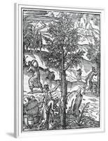 Collecting Incense from Pine Trees from 'Cosmographie Universelle', by Andre De Thevet, 1575-null-Framed Premium Giclee Print