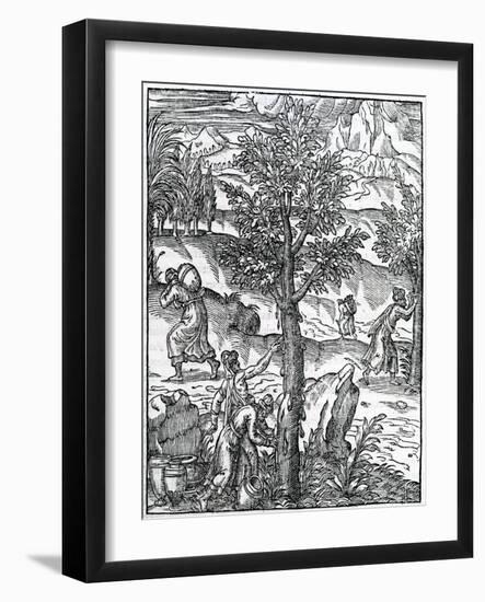 Collecting Incense from Pine Trees from 'Cosmographie Universelle', by Andre De Thevet, 1575-null-Framed Giclee Print
