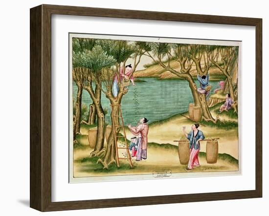 Collecting Mulberries, from a Book on the Silk Industry-null-Framed Giclee Print