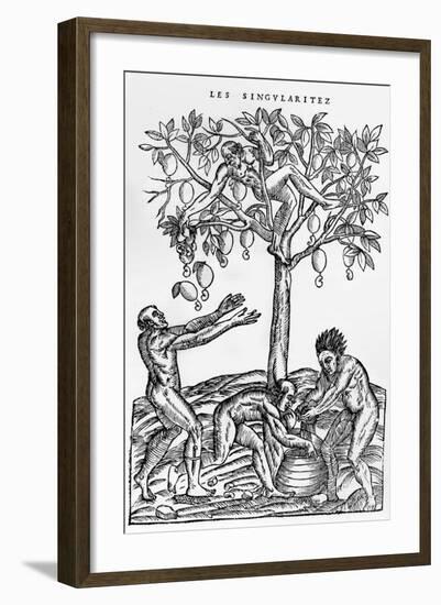 Collecting Nuts for Wine Making from 'Singularities of France Antarctique'-null-Framed Giclee Print
