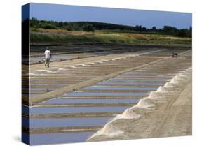 Collecting Salt in Salt Pans, Ars-En-Re, Ile De Re, Charente Maritime, France, Europe-Peter Richardson-Stretched Canvas