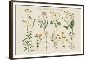 Collection Botanique-Maria Mendez-Framed Giclee Print