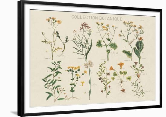 Collection Botanique-Maria Mendez-Framed Giclee Print