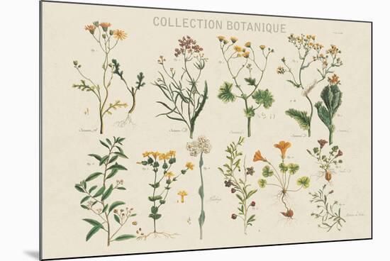Collection Botanique-Maria Mendez-Mounted Giclee Print