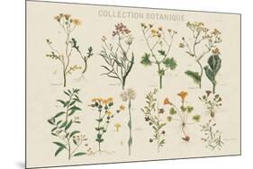 Collection Botanique-Maria Mendez-Mounted Giclee Print