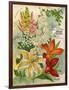 Collection of 10 Beautiful Summer Flowering Bulbs and Lillies-null-Framed Art Print