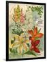 Collection of 10 Beautiful Summer Flowering Bulbs and Lillies-null-Framed Art Print