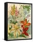 Collection of 10 Beautiful Summer Flowering Bulbs and Lillies-null-Framed Stretched Canvas