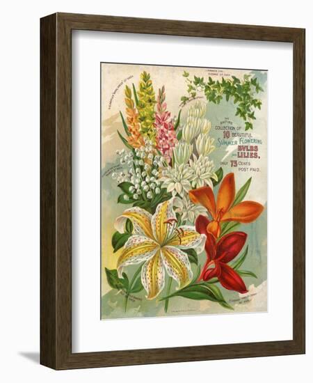 Collection of 10 Beautiful Summer Flowering Bulbs and Lillies-null-Framed Art Print