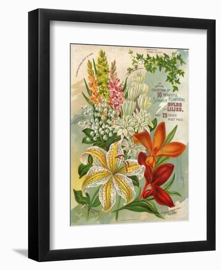 Collection of 10 Beautiful Summer Flowering Bulbs and Lillies-null-Framed Art Print