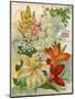 Collection of 10 Beautiful Summer Flowering Bulbs and Lillies-null-Mounted Art Print