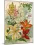 Collection of 10 Beautiful Summer Flowering Bulbs and Lillies-null-Mounted Art Print