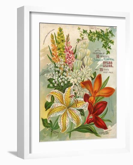 Collection of 10 Beautiful Summer Flowering Bulbs and Lillies-null-Framed Art Print