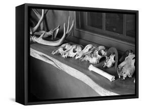 Collection of Antlers, Skulls and Bones on Window Still at Ghost Ranch of Georgia O'Keeffe's Home-John Loengard-Framed Stretched Canvas