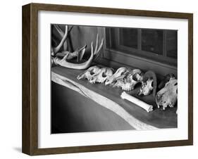 Collection of Antlers, Skulls and Bones on Window Still at Ghost Ranch of Georgia O'Keeffe's Home-John Loengard-Framed Photographic Print