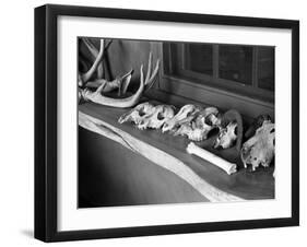 Collection of Antlers, Skulls and Bones on Window Still at Ghost Ranch of Georgia O'Keeffe's Home-John Loengard-Framed Photographic Print