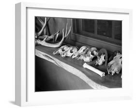 Collection of Antlers, Skulls and Bones on Window Still at Ghost Ranch of Georgia O'Keeffe's Home-John Loengard-Framed Photographic Print