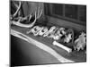 Collection of Antlers, Skulls and Bones on Window Still at Ghost Ranch of Georgia O'Keeffe's Home-John Loengard-Mounted Photographic Print