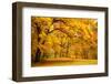 Collection of Beautiful Colorful Autumn Leaves / Green, Yellow, Orange, Red-Taiga-Framed Photographic Print